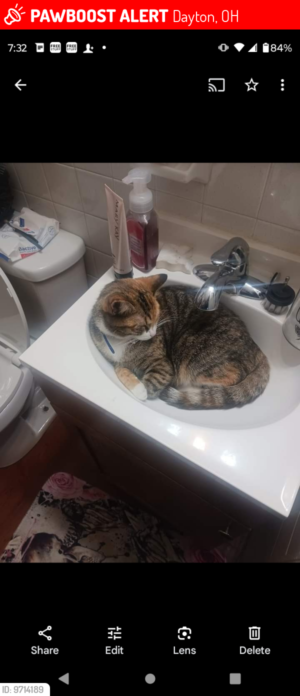 Lost Female Cat last seen Westwood area and Anna street, Dayton, OH 45417