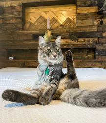Lost Male Cat last seen Crystal Springs RD W - University Place WA , University Place, WA 98466