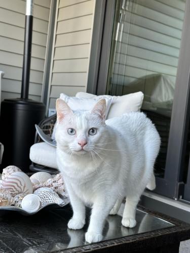 Lost Female Cat last seen Impervious Terrace , Brambleton, VA 20148