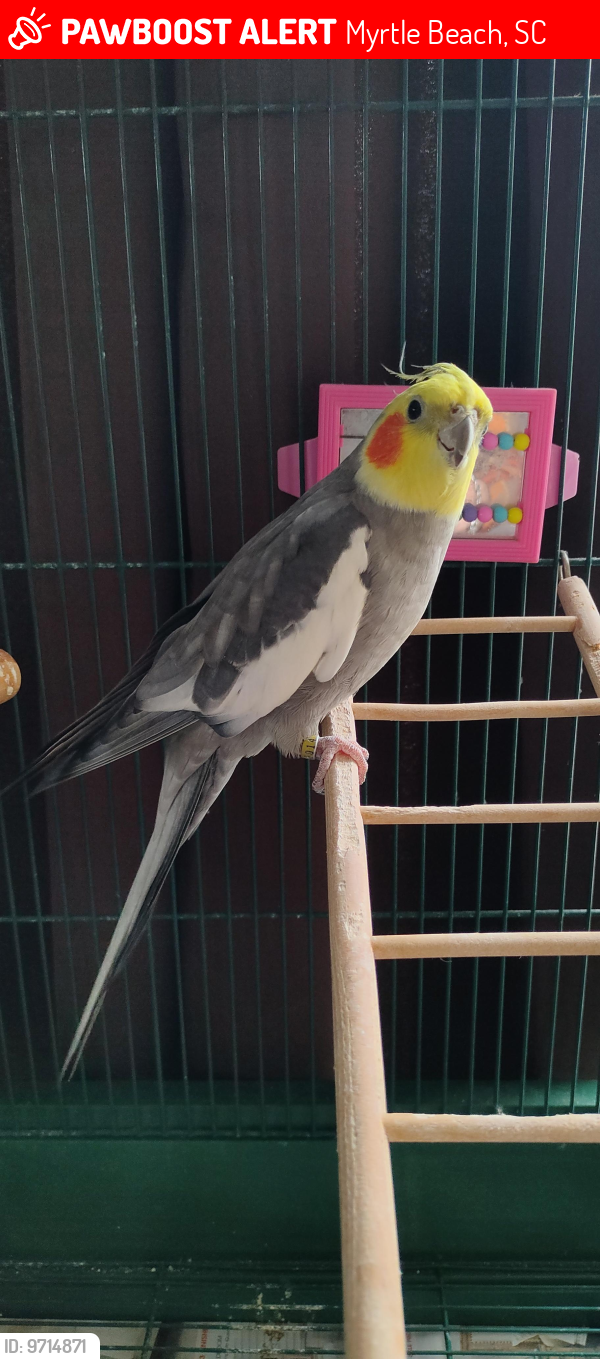 Myrtle Beach, SC Lost Male Bird, Jj Is Missing PawBoost