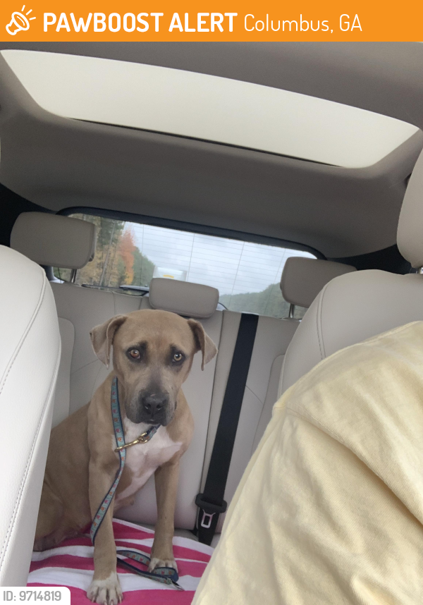 Columbus, GA Stray Female Dog Found Near Shamrock Glen off of Moon Rd