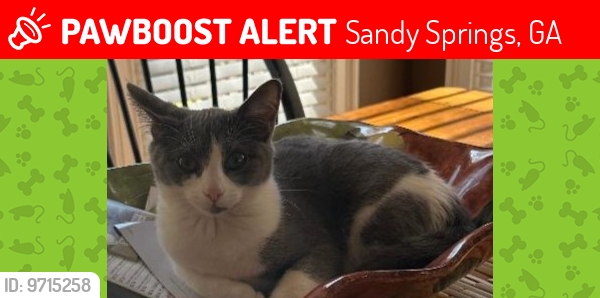Lost Female Cat last seen Spalding Drive & Roberts Drive, Sandy Springs, GA 30350