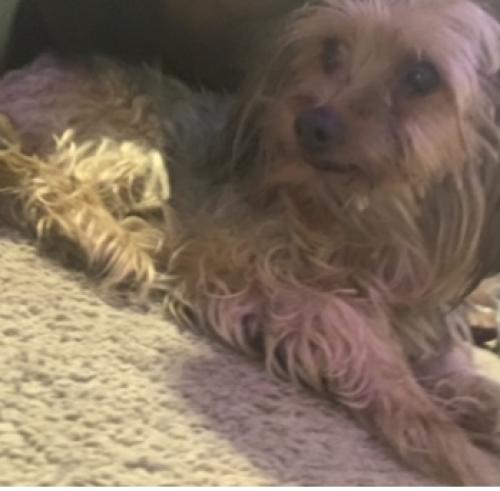 Lost Male Dog last seen Iverson St By the cndmnium , Hillcrest Heights, MD 20748