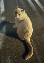 Reunited Unknown Cat last seen 46th Ave, San Francisco, CA, USA, San Francisco, CA 94122