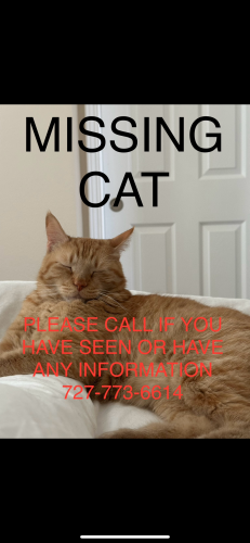 Lost Male Cat last seen Vivere apmts , Los Gatos, CA 95032