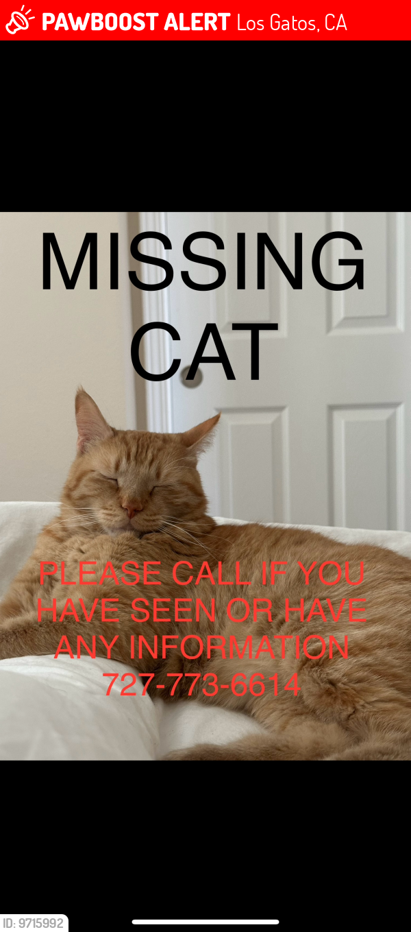 Lost Male Cat last seen Vivere apmts , Los Gatos, CA 95032
