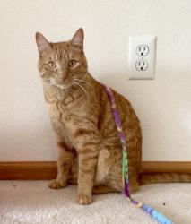 Lost Male Cat last seen Taft & 1st Cottonwood Meadows Neighborhood , Loveland, CO 80537