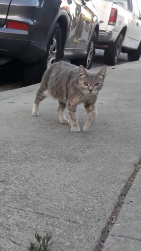 Lost Female Cat last seen C st, Union City, CA 94587