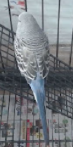 Lost Male Bird last seen Near Congressional lane and Rollins Ave, Rockville, MD 20852