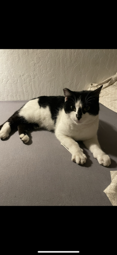 Lost Female Cat last seen Sunnymere and Van Mourik Ave , Oakland, CA 94605