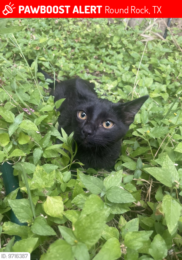 Round Rock, TX Lost Female Cat, Nyla Is Missing | PawBoost