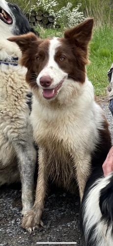 Lost Female Dog last seen Athens elementary school , Athens, WV 24740
