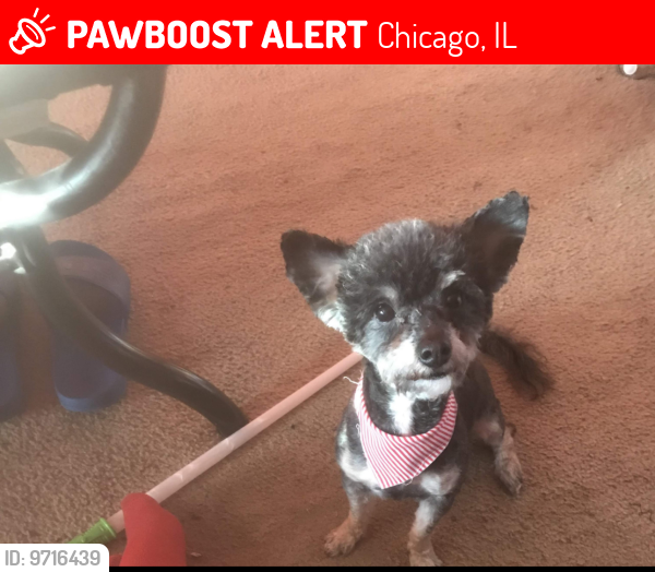 Lost Male Dog last seen Racine & 55th, Aberdeen, Sherman Park and Library , Chicago, IL 60609