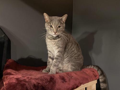 Lost Male Cat last seen Hathaway and West Blossom Way , Hayward, CA 94541