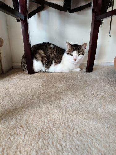 Lost Female Cat last seen Pacific Ave and McCall Street , Aspen Hill, MD 20853