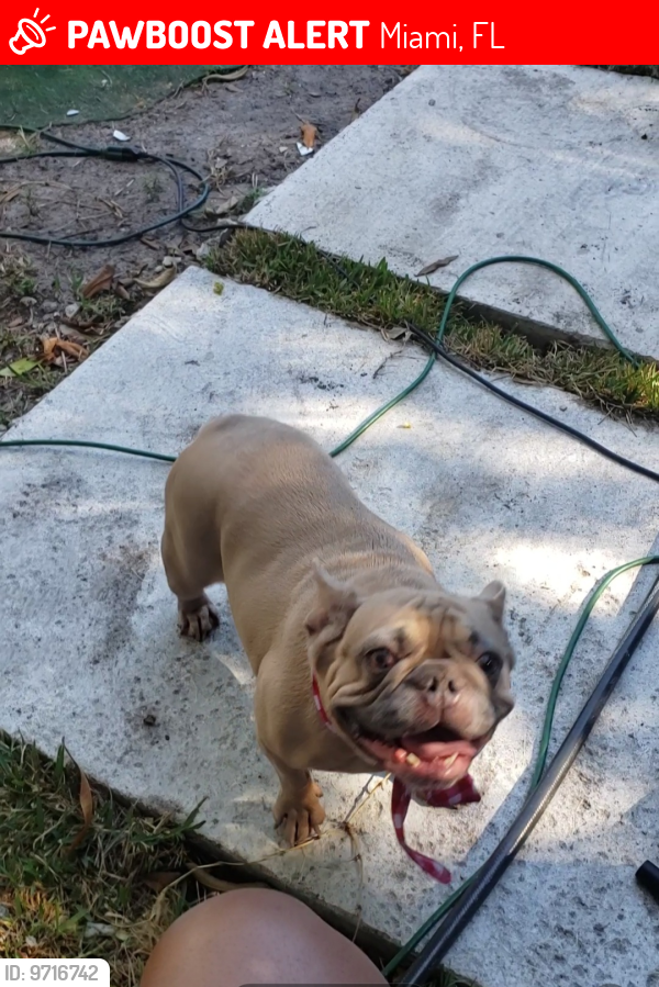 Lost Female Dog last seen 37th Ave and 207th Street/ Near HardRock Stadium, Miami, FL 33122