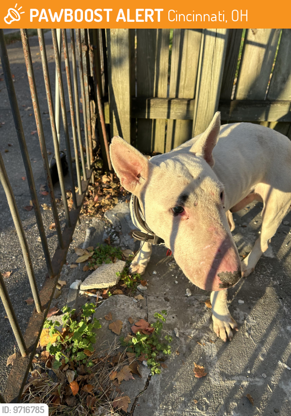 Cincinnati, OH Stray Male Dog Found Near Inwood Park and Coffee and
