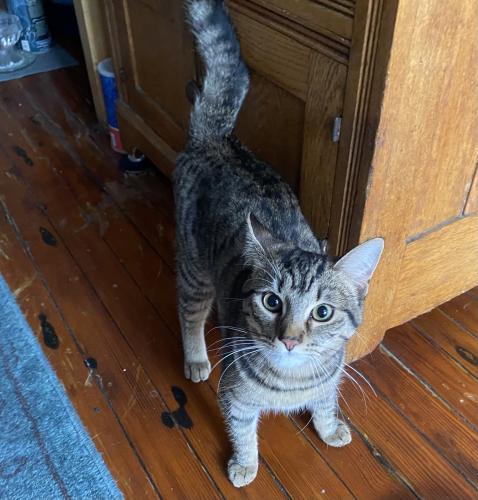 Found/Stray Unknown Cat last seen 12th & Clifton, NW, DC, Washington, DC 20009