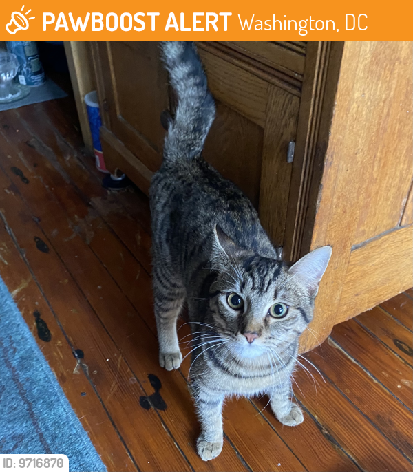 Found/Stray Unknown Cat last seen 12th & Clifton, NW, DC, Washington, DC 20009