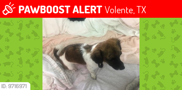 Lost Female Dog last seen Near Pocohontas Trail  Volente, TX 78641-9111  near Riviera Marina, Volente, TX 78641