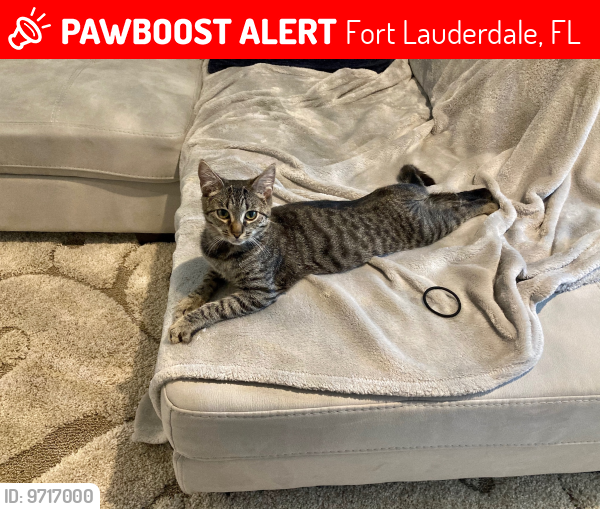 Lost Female Cat last seen Bennett school, Fort Lauderdale, FL 33304
