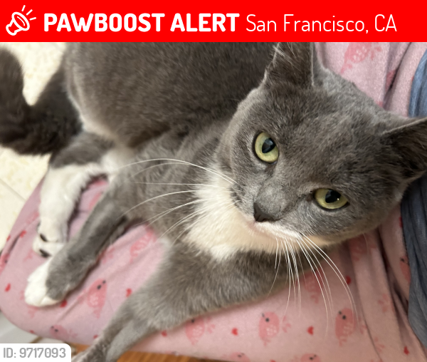 Lost Female Cat last seen 47th Ave x Noriega , San Francisco, CA 94122