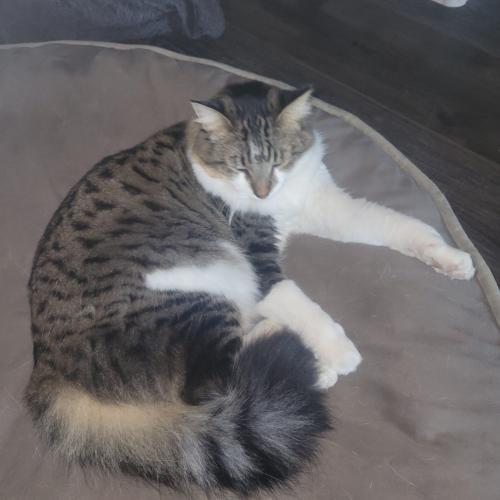 Lost Female Cat last seen 20th st and Greenway and bell, Phoenix, AZ 85022
