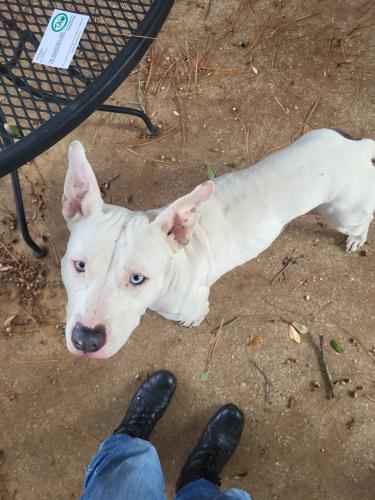 Found/Stray Female Dog last seen Mallard Cove Park off Randol Mill, Fort Worth, TX 76120