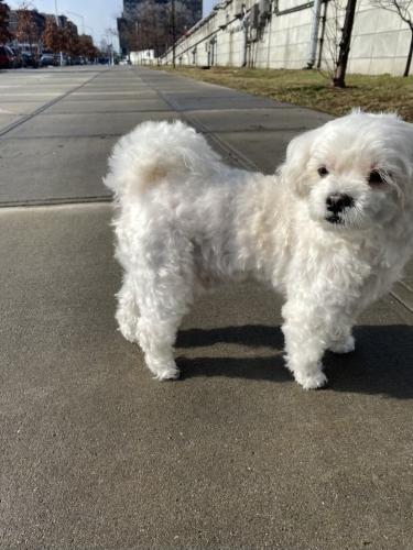 Lost Male Dog last seen Near street 23 ave, Queens, NY 11368