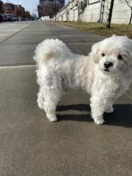 Lost Male Dog last seen Near street 23 ave Queens Ny 11369, East Elmhurst, NY 11369