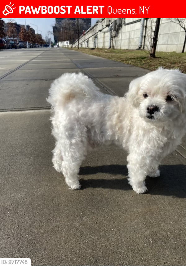 Lost Male Dog last seen Near street 23 ave, Queens, NY 11368