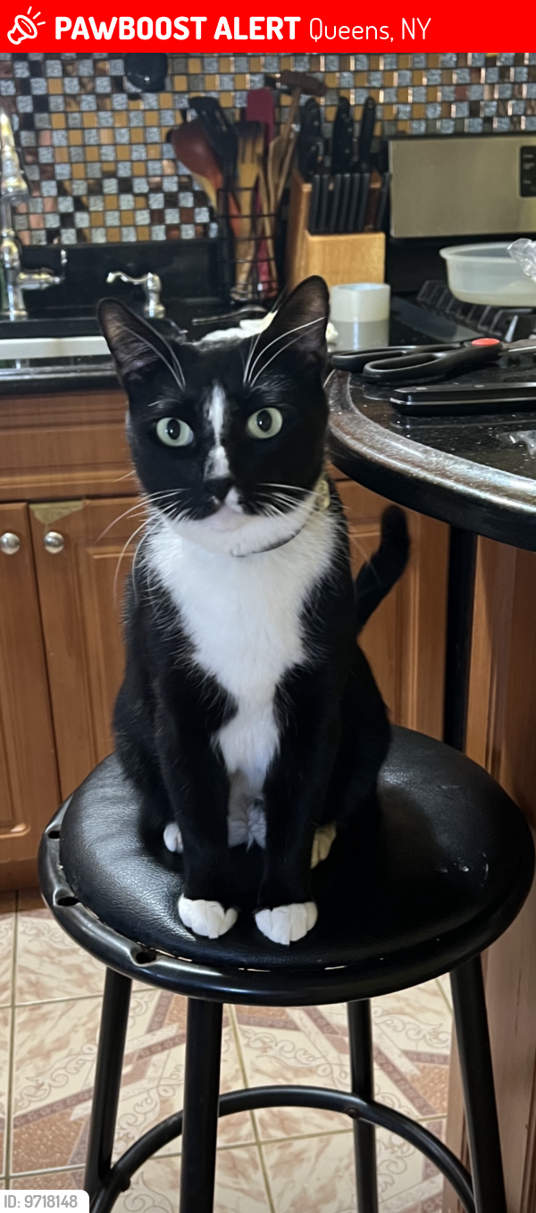 Lost Male Cat last seen Near ave, Queens, NY 11412