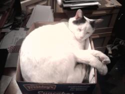 Lost Male Cat last seen Brant Tree Dr Riverview, FL , Riverview, FL 33579