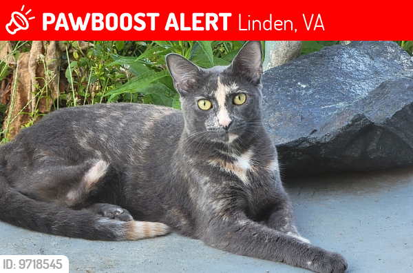 Lost Female Cat last seen Linden post office , Linden, VA 22642