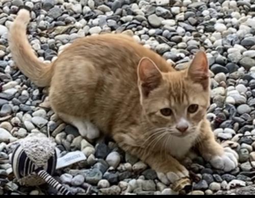 Lost Male Cat last seen Milbradt Vet, Riviera Rd/Highway 99, Live Oak, CA, Sutter County, CA 95953