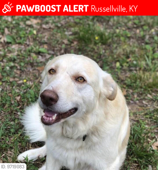 Lost Male Dog last seen Stevenson Mill Rd. Russellville, KY, Russellville, KY 42276
