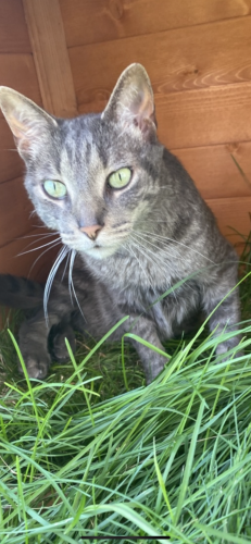 Lost Male Cat last seen Bermuda Dunes and Lochmoor Dr, Ypsilanti Charter Township, MI 48197