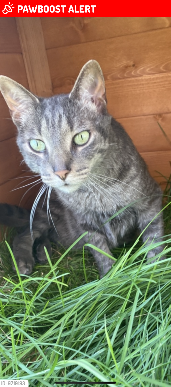 Lost Male Cat last seen Bermuda Dunes and Lochmoor Dr, Ypsilanti Charter Township, MI 48197