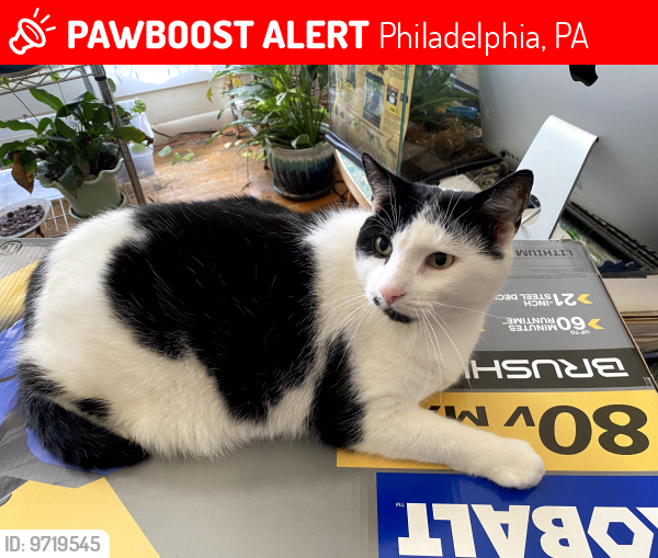 Lost Male Cat last seen Faunce and Algon, Philadelphia, PA 19111