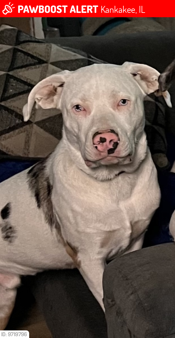 Lost Male Dog last seen Near block of N 8th Ave and Bridge St, Kankakee, IL 60901