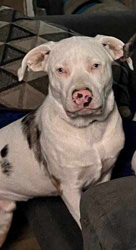 Lost Male Dog last seen Near block of N 8th Ave and Bridge St, Kankakee, IL 60901