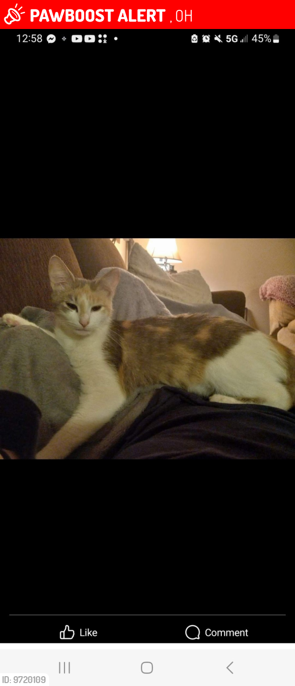 Lost Female Cat last seen East Ohio tool booth exit to detroit for I 280 exit , Ashley, OH 43003