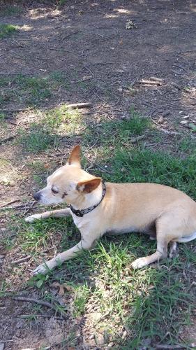 Lost Male Dog last seen Orlando an Ocala taken from Home Depot oct 23 2023, San Jose, CA 95122