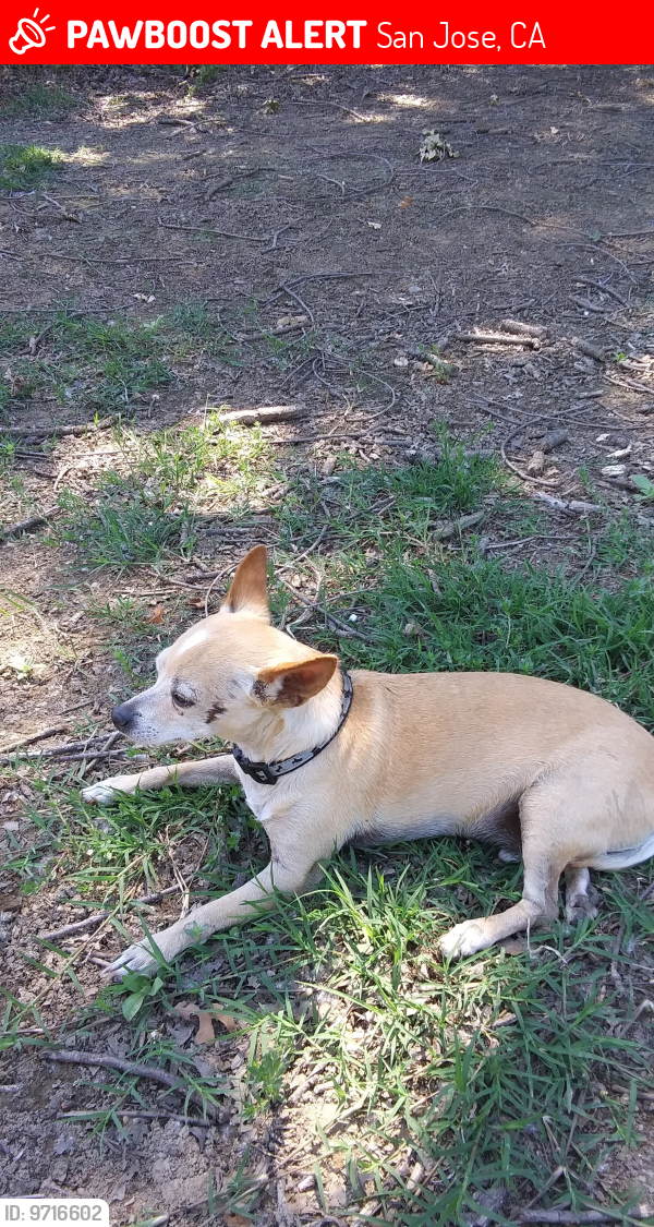 Lost Male Dog last seen Orlando an Ocala taken from Home Depot oct 23 2023, San Jose, CA 95122