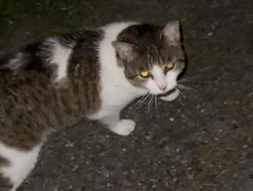 Lost Male Cat last seen Reservoir Heights Ave, Falls Church, VA 22041