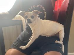 Reunited Female Dog last seen Near Polk St, Sylmar, CA 91342, USA, Los Angeles, CA 91342