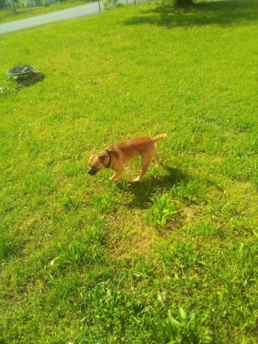 Lost Male Dog last seen London acres, Cleveland, TN 37323
