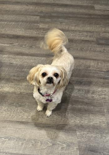Lost Female Dog last seen Willow Creek and Amy Belle Rds, Colgate, WI 53017