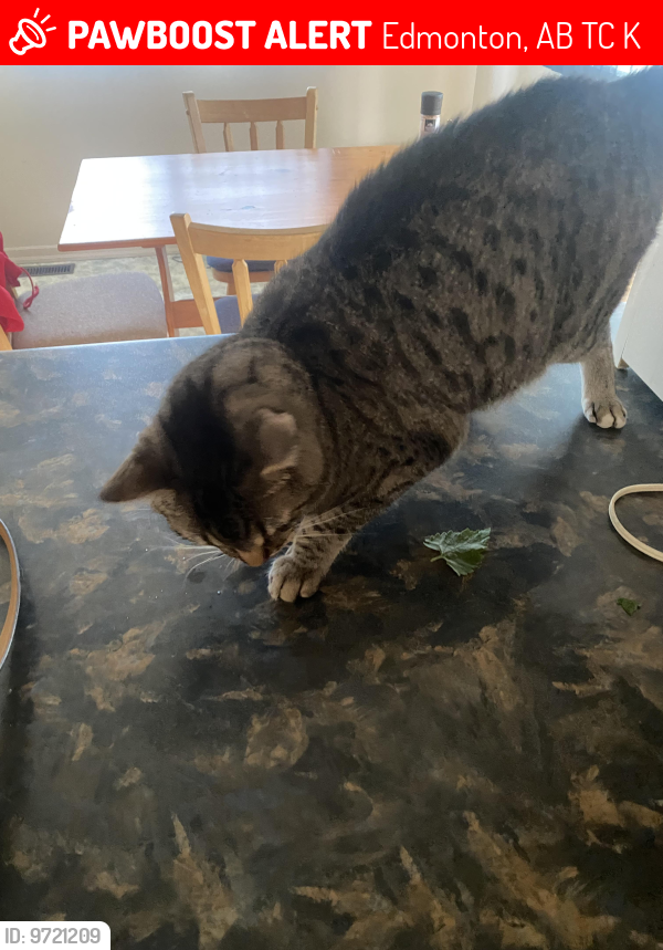Lost Male Cat last seen Near Ave 88 Street, Edmonton, AB T6C 1K6