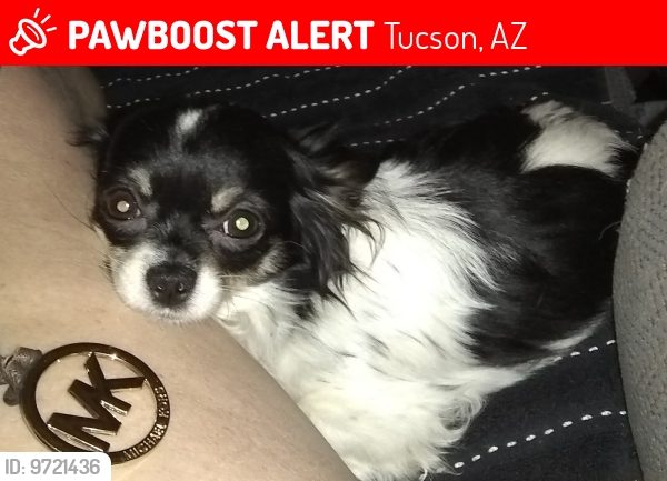 Lost Male Dog last seen Quick Trip corner of Glenn and North 1st avenue Tucson Arizona 85719, Tucson, AZ 85719